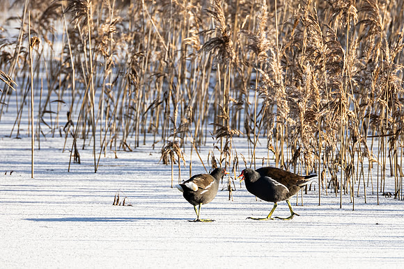 Moorhen - WT Summer Leys