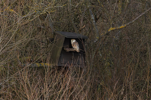 Barn Owl - RSPB Fowlmere