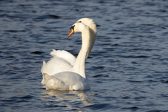Swans - RSPB Rye Meads