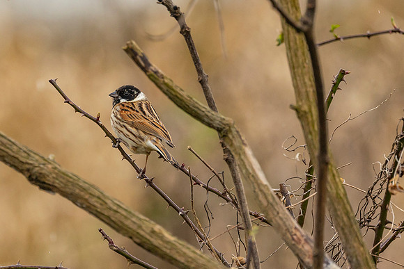 Reed Bunting - Summer Leys