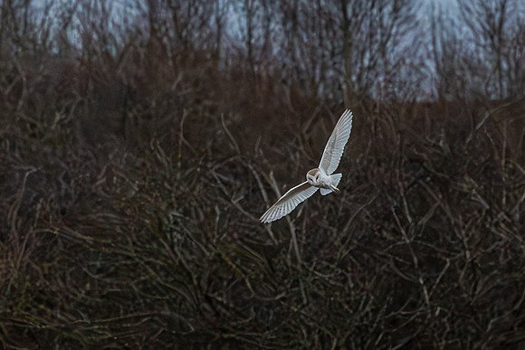 Barn Owl at Dusk - RSPB Fowlmere