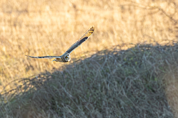 Short Eared Owl - RSPB Nene Washes