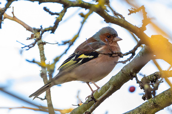 Chaffinch - RSPB Rye Meads