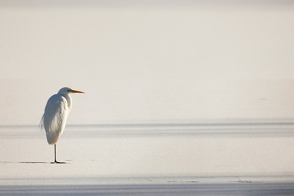 Great White Egret - WT Summer Leys