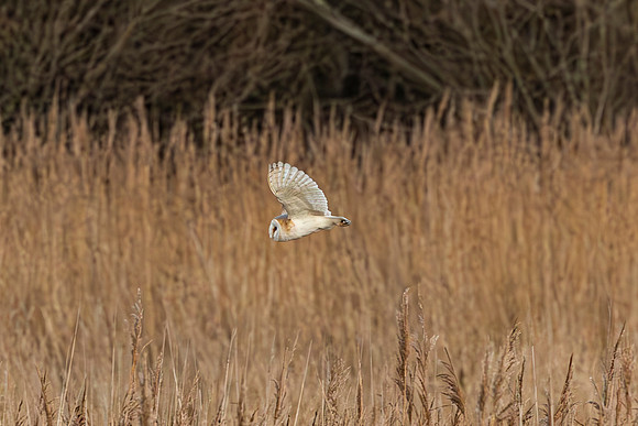 Barn Owl - RSPB Fowlmere