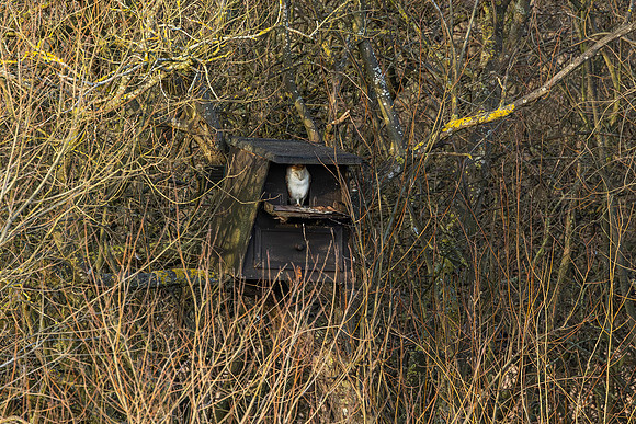 Barn Owl - RSPB Fowlmere