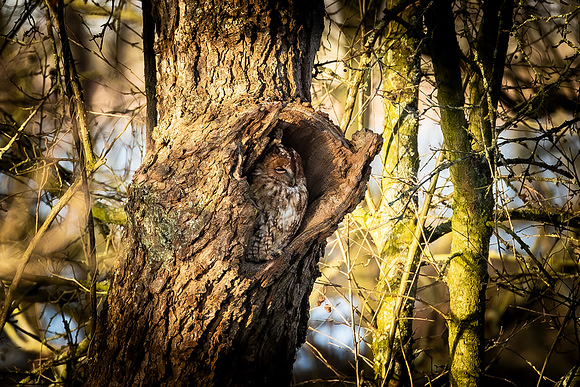 Tawny Owl - RSPB Nene Washes