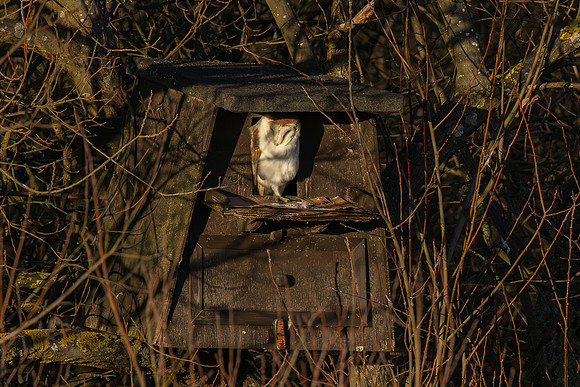 Barn Owl - RSPB Fowlmere