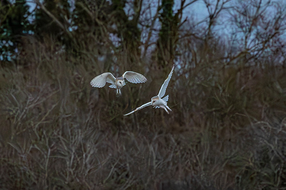 Barn Owl at Dusk - RSPB Fowlmere