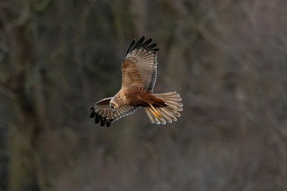 Marsh Harrier - RSPB Fowlmere
