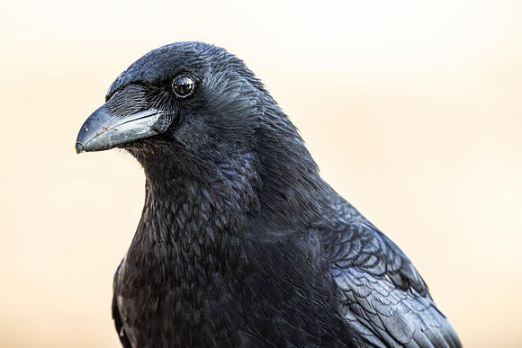 Crow