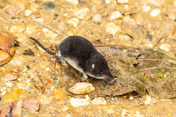 Shrew