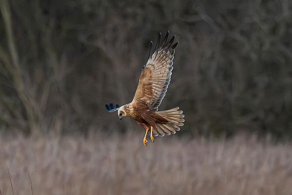 Marsh Harrier - RSPB Fowlmere