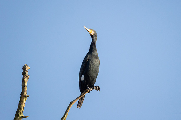 Cormorant
