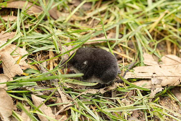Shrew
