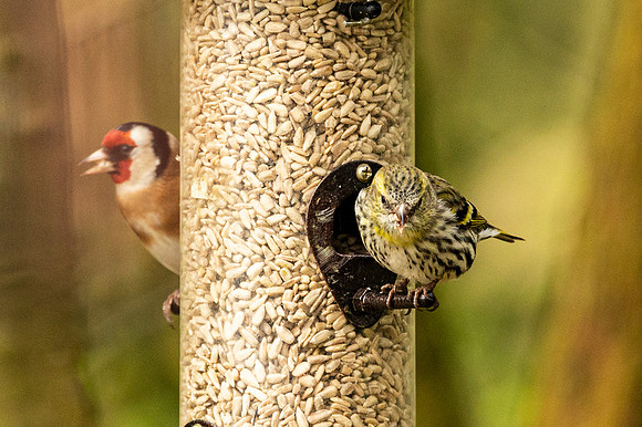 Goldfinch and Siskin - Summer Leys