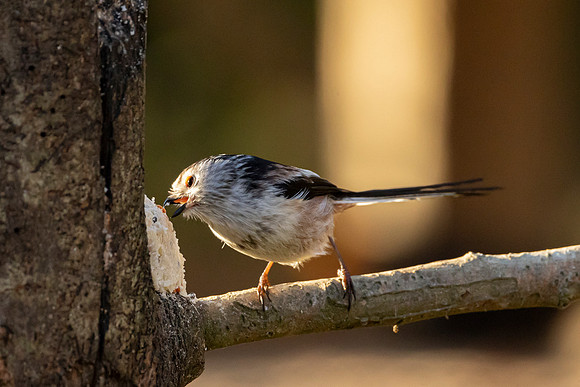 Long Tailed Tit - WT Summer Leys