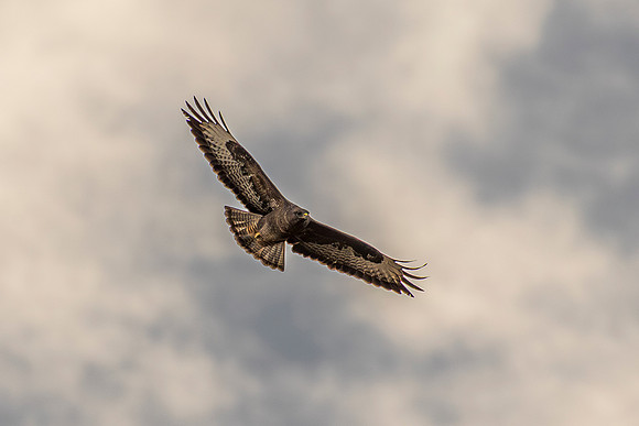 Buzzard - RSPB Fowlmere