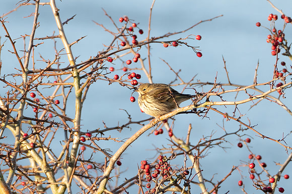 RSPB Nene Washes