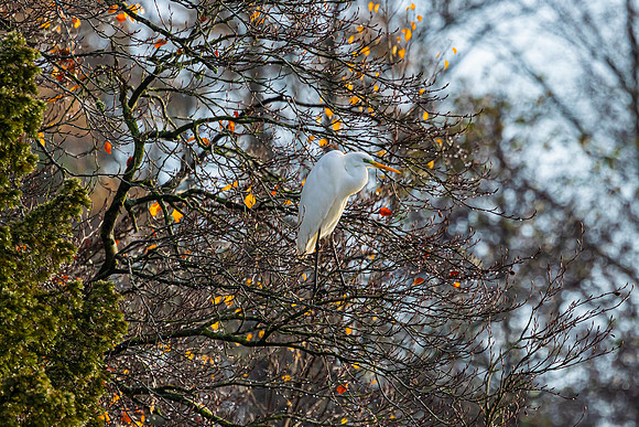 Great White Egret (Rare Visitor)
