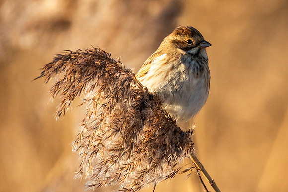 Reed Bunting - Burwell Fen