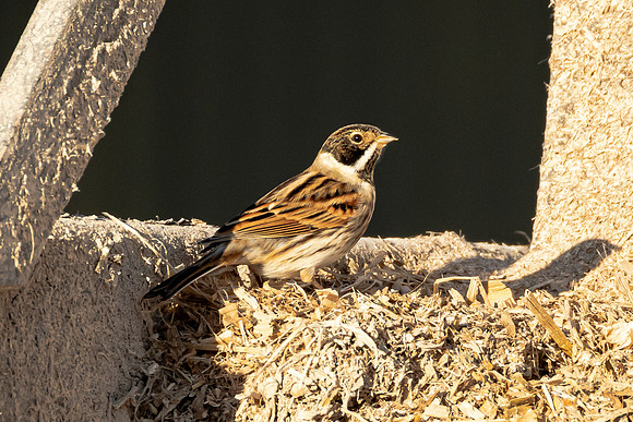 Reed Bunting - Burwell Fen