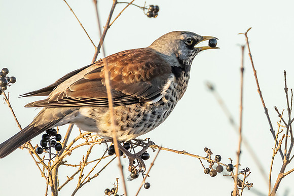Fieldfare - Wicken Fen