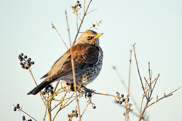 Fieldfare - Wicken Fen