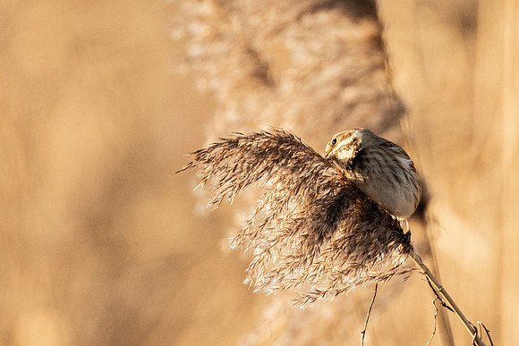 Reed Bunting - Burwell Fen