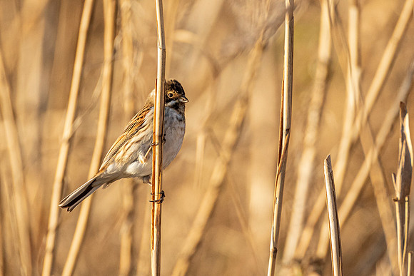 Reed Bunting - Burwell Fen