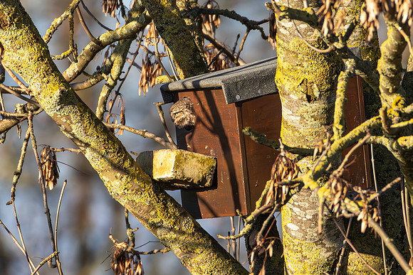 Little Owl - Burwell Fen