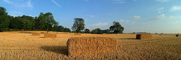 Field in Woburn