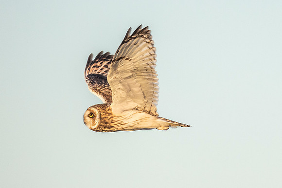 Short Eared Owl - RSPB Nene Washes