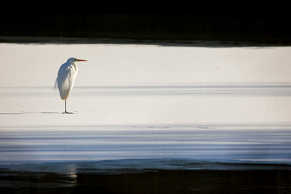 Great White Egret - WT Summer Leys