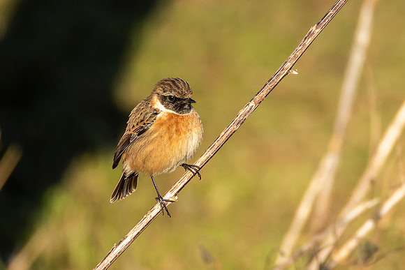Stonechat - RSPB Nene Washes