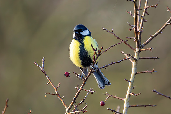 Great Tit - WT Summer Leys
