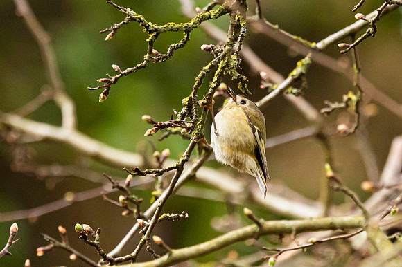 Goldcrest