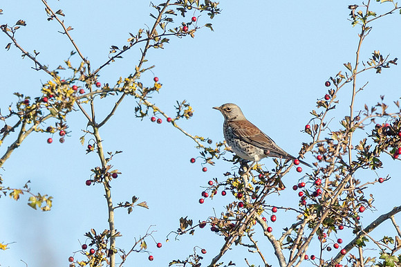 Fieldfare