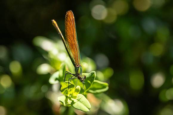 Damselfly