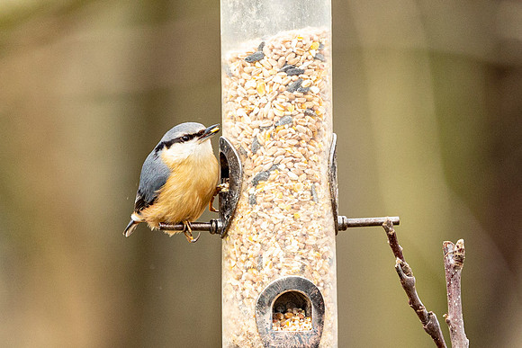 Nuthatch