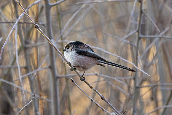 Long-Tailed Tit
