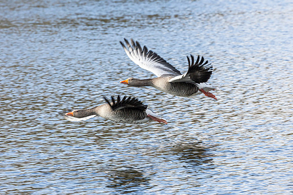 Greylag Geese in flight