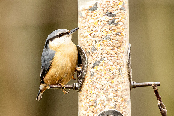 Nuthatch