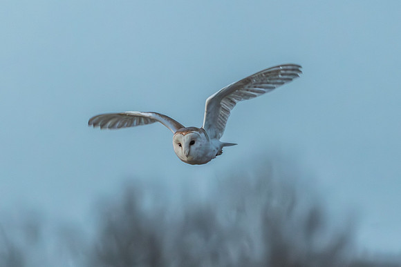 Barn Owl - RSPB Fowlmere
