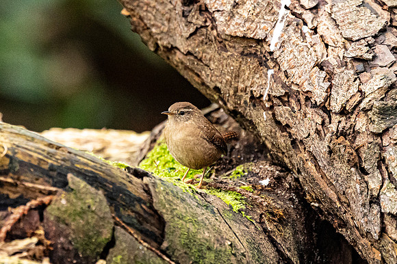 Wren