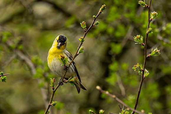 Siskin - Summer Leys