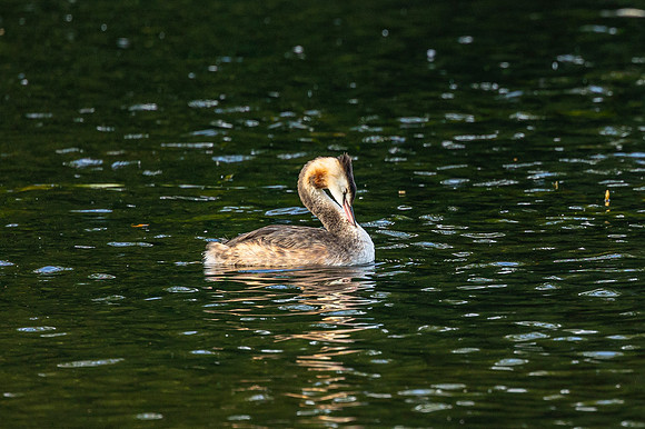 Great Crested Grebe