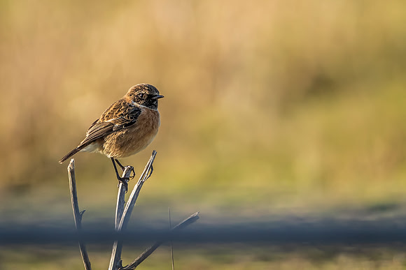 Stonechart - RSPB Nene Washes