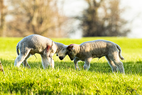 Lambs