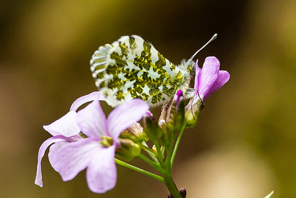 Orange Tip